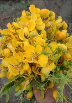 Ethnopharmacological, Phytochemical, Pharmacological, and Toxicological Review on <mark class="highlighted">Senna</mark> auriculata (L.) Roxb.: A Special Insight to Antidiabetic Property